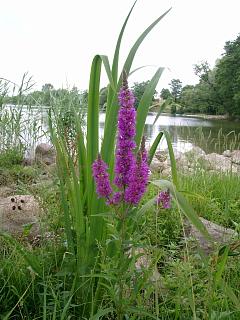 nad jeziorem Hacza mozna spotka kolorowe kwiaty - s nawet storczyki (nie na zdjciu)